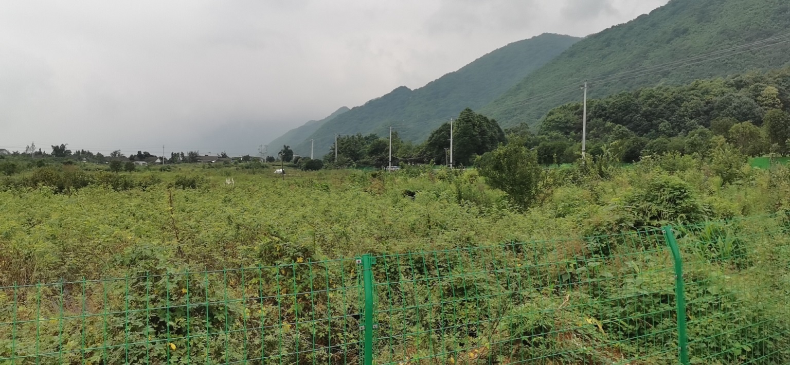 綿竹市玫瑰公園旅游區商住建設用地使用權拍賣(mài)